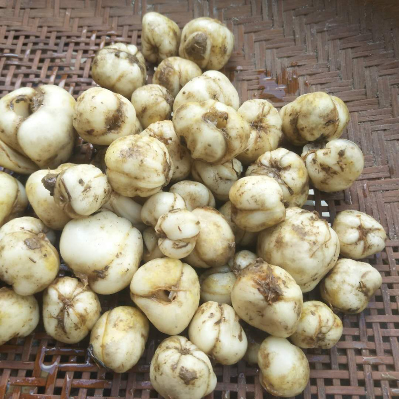 大量土贝母种球批发供应