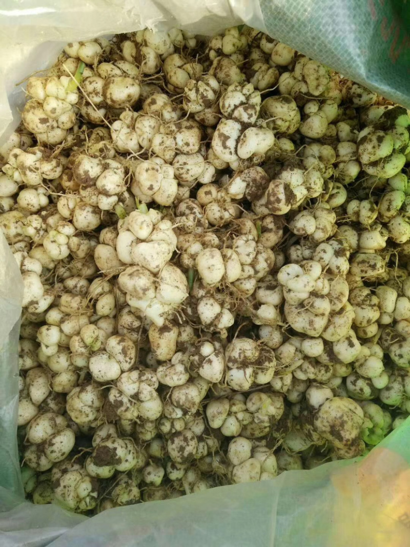 大量土贝母种球批发供应