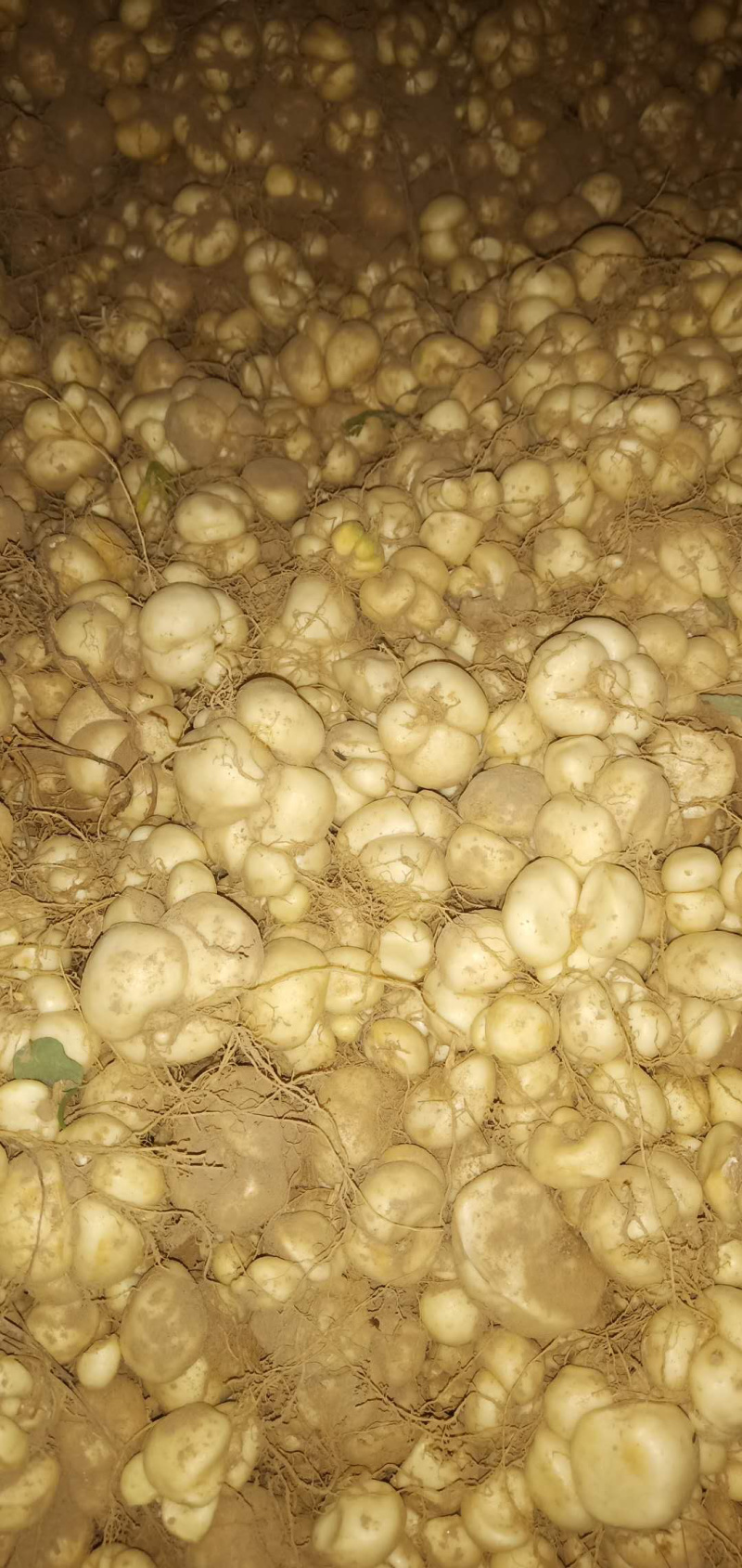大量土贝母种球批发供应