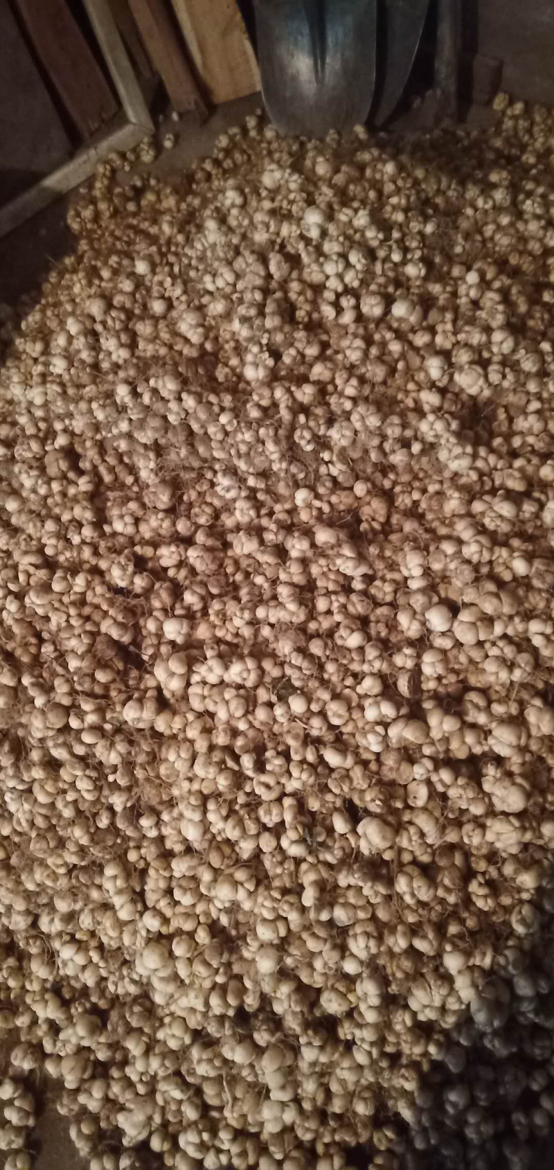 大量土贝母种球批发供应