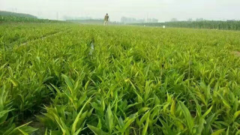射干苗，射干种苗批发，大量黄花射干苗价格