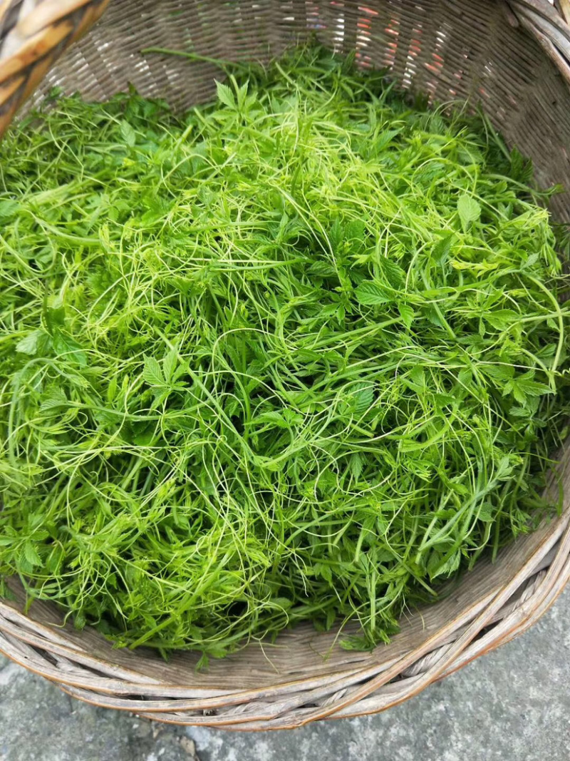 绞股蓝苗，七叶绞股蓝种苗，五叶绞股兰苗，绞股蓝根苗批发