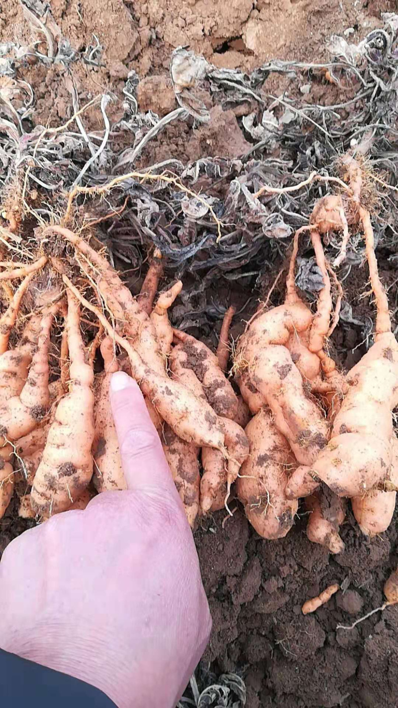 生地苗，生地黄苗，生地种苗批发，地黄种苗价格