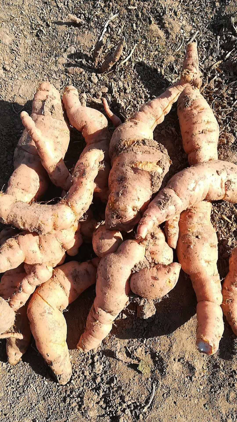 生地苗，生地黄苗，生地种苗批发，地黄种苗价格