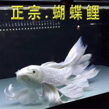 正宗台湾精品蝴蝶鲤