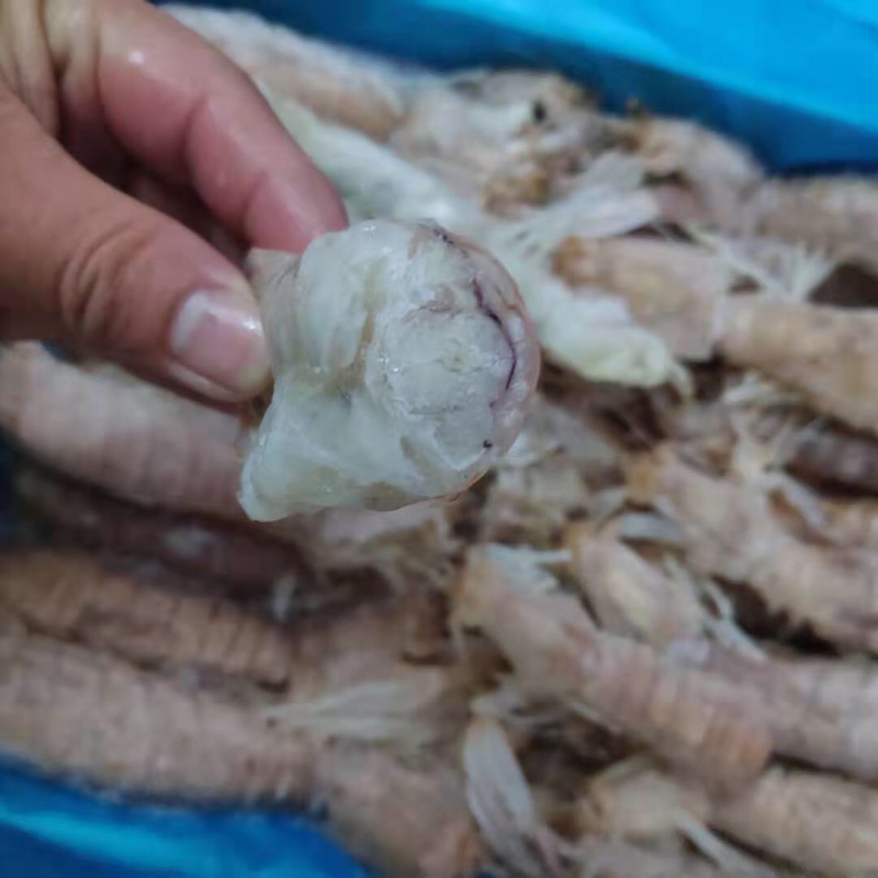 虾蛄冷冻皮皮虾特大号濑尿虾虾蛄冷冻毛重6斤一件