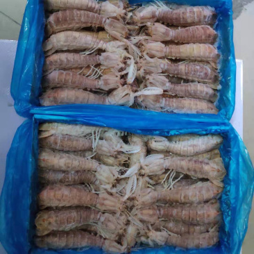 虾蛄冷冻皮皮虾特大号濑尿虾虾蛄冷冻毛重6斤一件