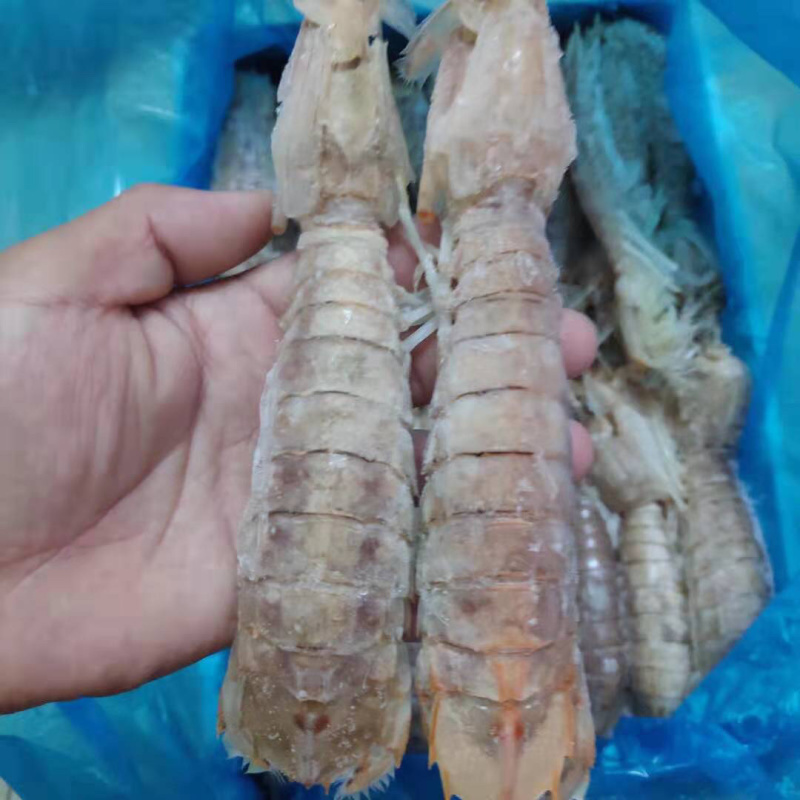 虾蛄冷冻皮皮虾特大号濑尿虾虾蛄冷冻毛重6斤一件