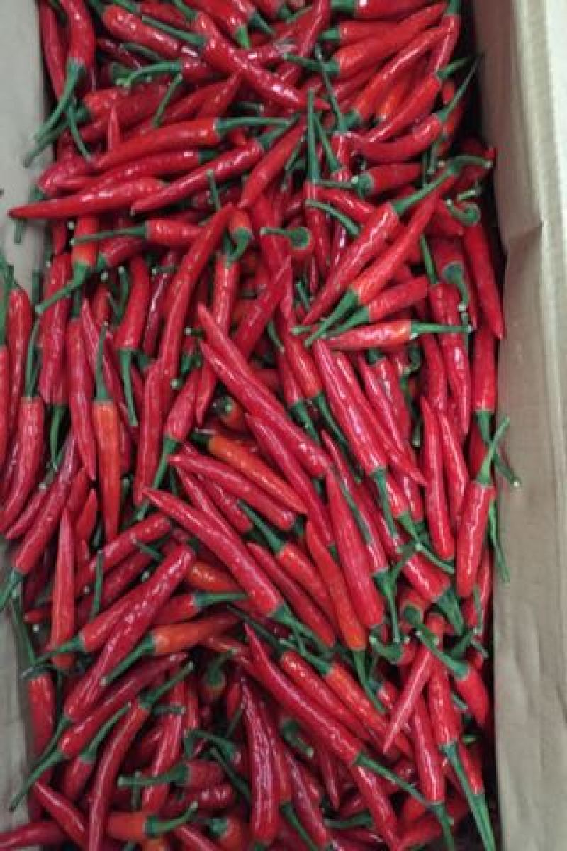 小米辣辣椒朝天椒朝天辣小米椒小米辣椒红辣椒