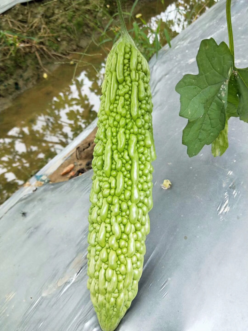 长秀珍珠苦瓜苗