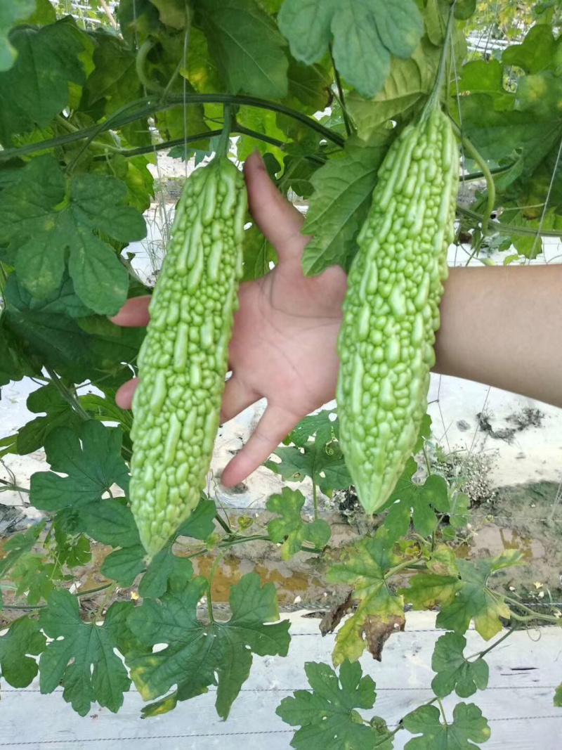 长秀珍珠苦瓜苗