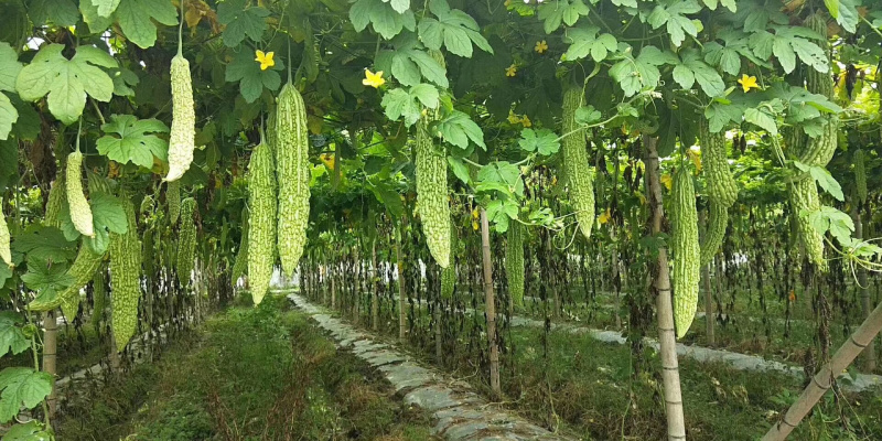 长秀珍珠苦瓜苗