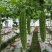 长秀珍珠苦瓜苗