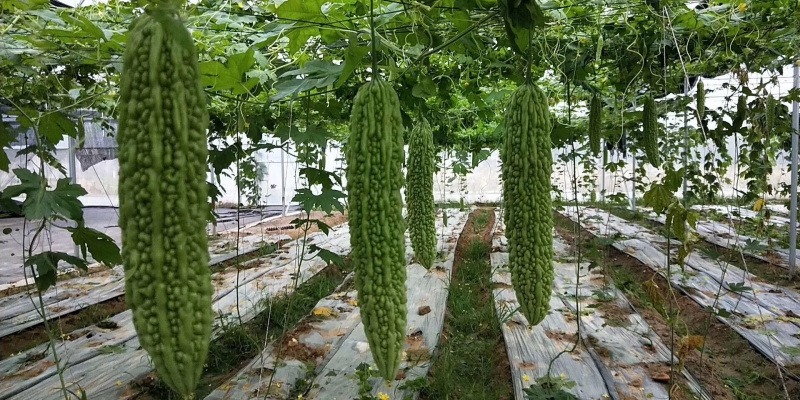 长秀珍珠苦瓜苗