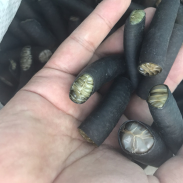 海茸