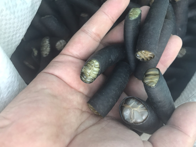 海茸