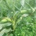 菜用玉米1%
