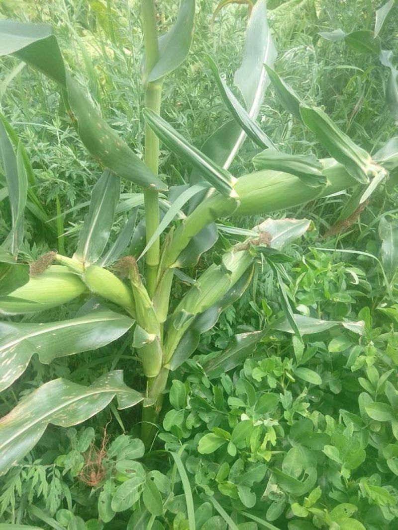 菜用玉米1%