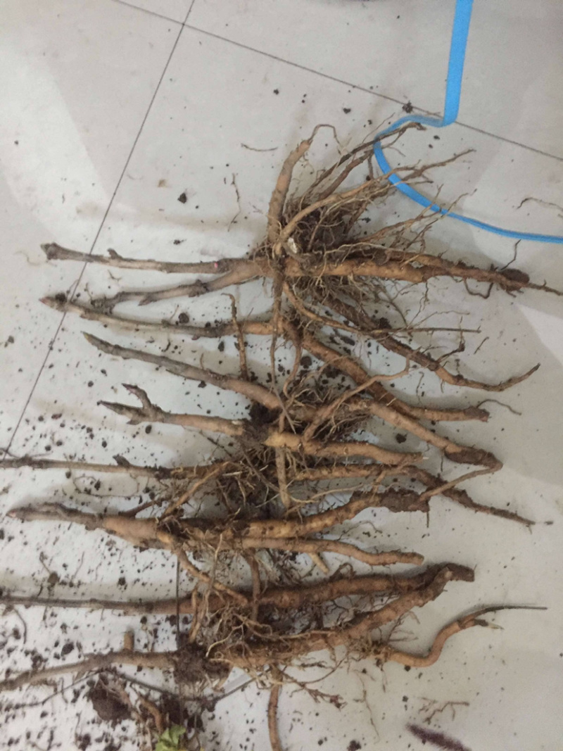 牡丹苗，油用牡丹苗，油用牡丹种苗批发
