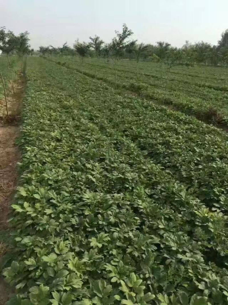 牡丹苗，油用牡丹苗，油用牡丹种苗批发