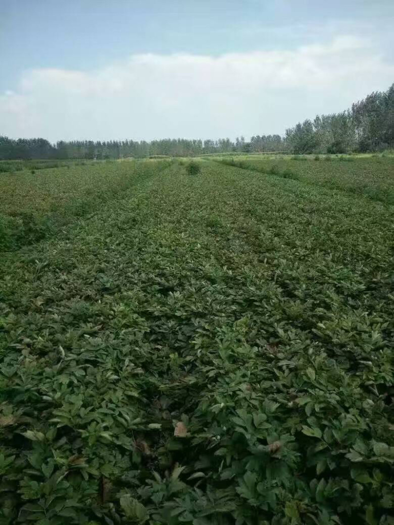 牡丹苗，油用牡丹苗，油用牡丹种苗批发