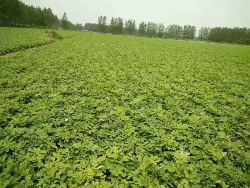 牡丹苗，油用牡丹苗，油用牡丹种苗批发