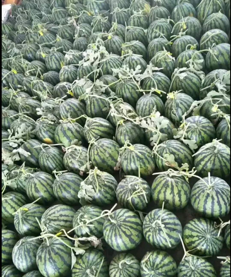 龙卷风西瓜🍉九成熟大量供应