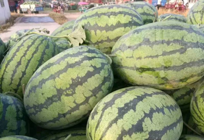 龙卷风西瓜🍉九成熟大量供应
