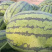 龙卷风西瓜🍉九成熟大量供应