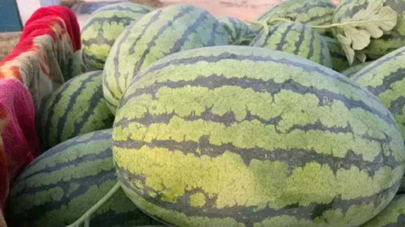 龙卷风西瓜🍉九成熟大量供应