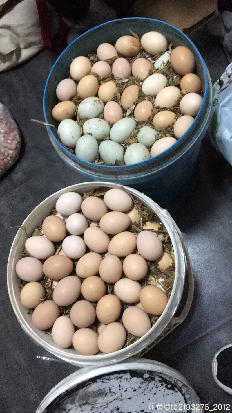 土鸡蛋农家散养的鸡