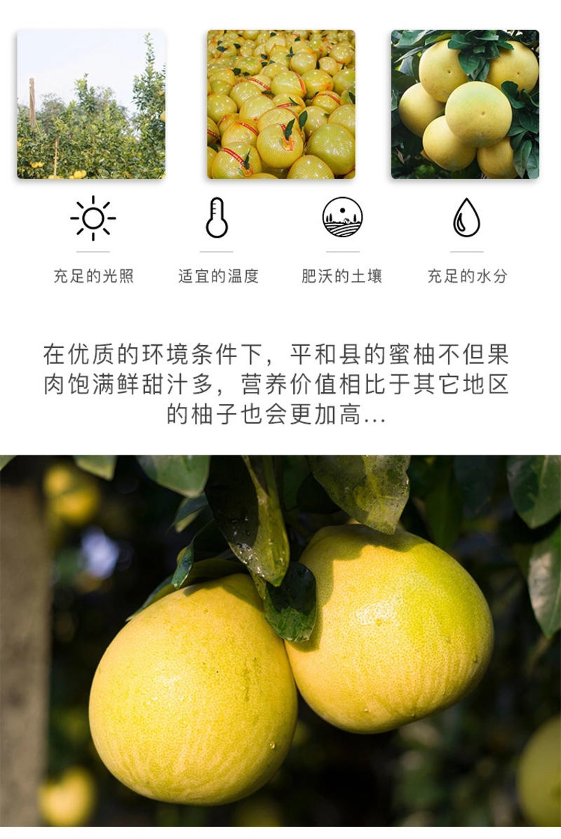 【热销蜜柚】平和琯溪柚子白柚产地直供新鲜发货
