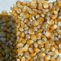 玉米东北地区德美亚二等玉米适合做鸽子粮