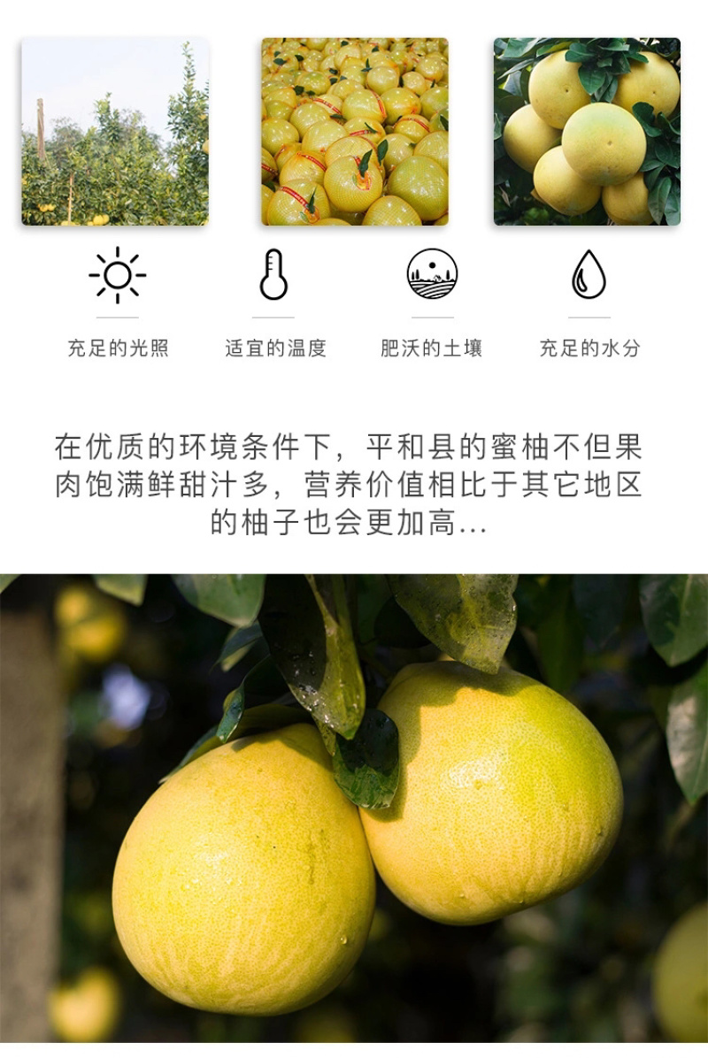 平和琯溪蜜柚四粒装礼盒装现采现发新鲜水果