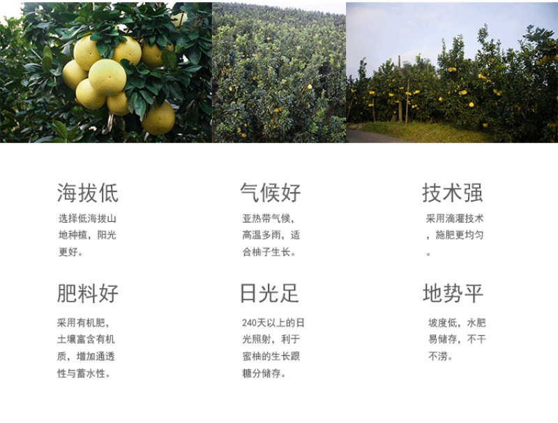 平和琯溪蜜柚四粒装礼盒装现采现发新鲜水果