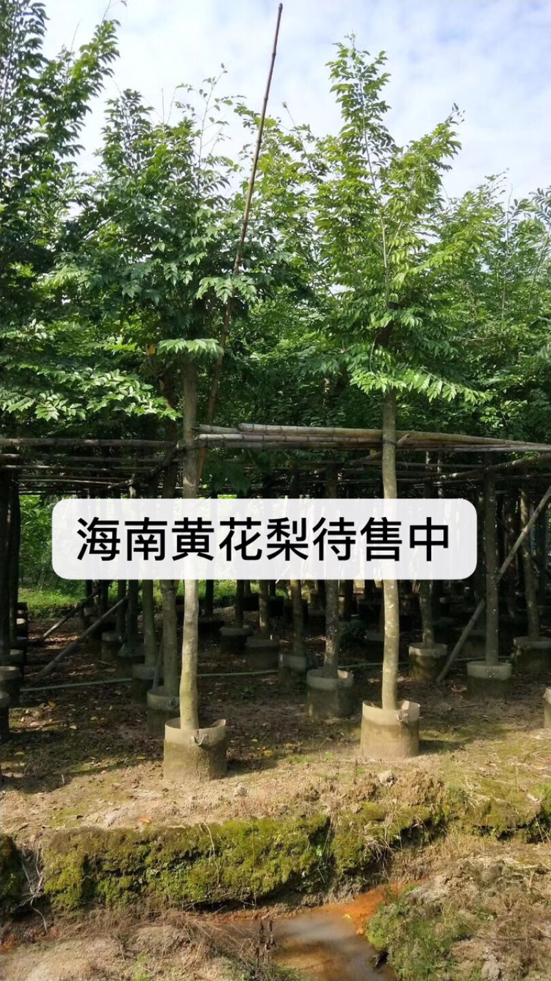 出售黄花梨移植袋苗小苗5-15公分需要的老板联系