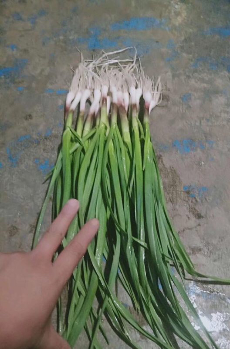 大量出售青蒜苗的