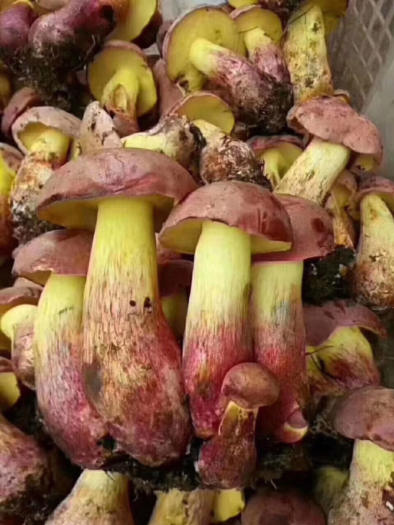 牛肝菌