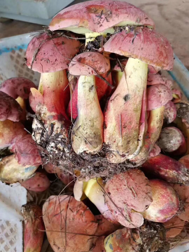 牛肝菌