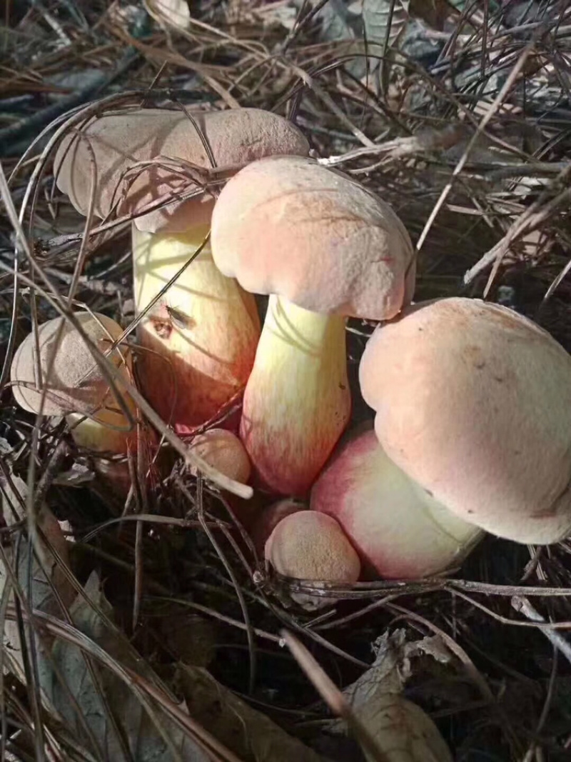 牛肝菌