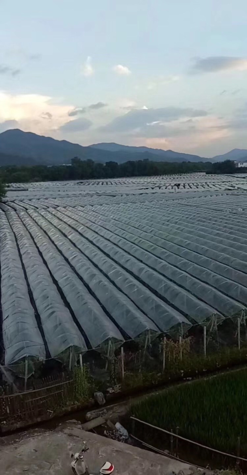 厂家直销批发铝包钢、水泥立柱、大棚膜（实际价格咨询）