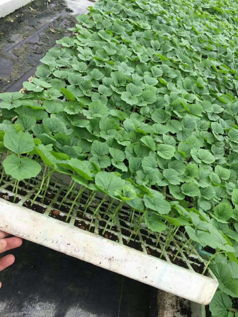 金翠油苦瓜苗