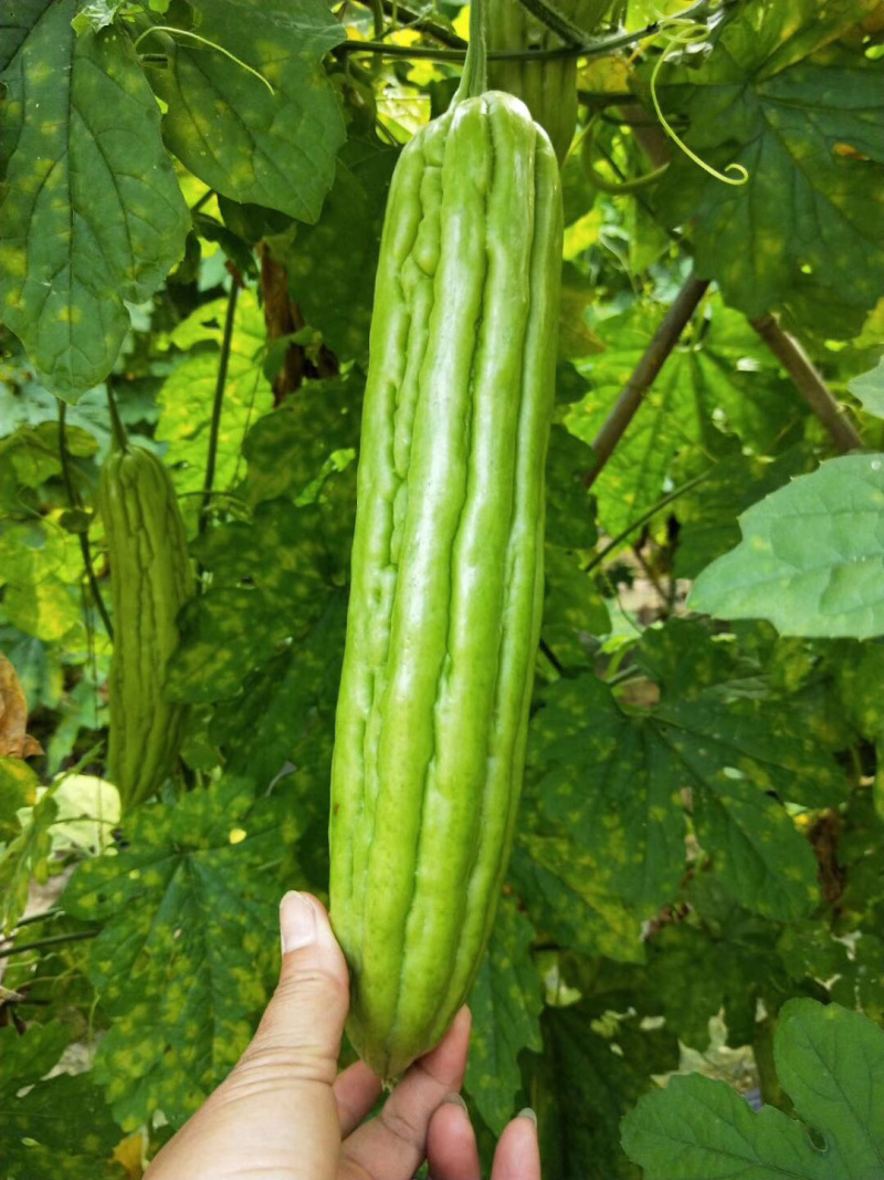 金翠油苦瓜苗