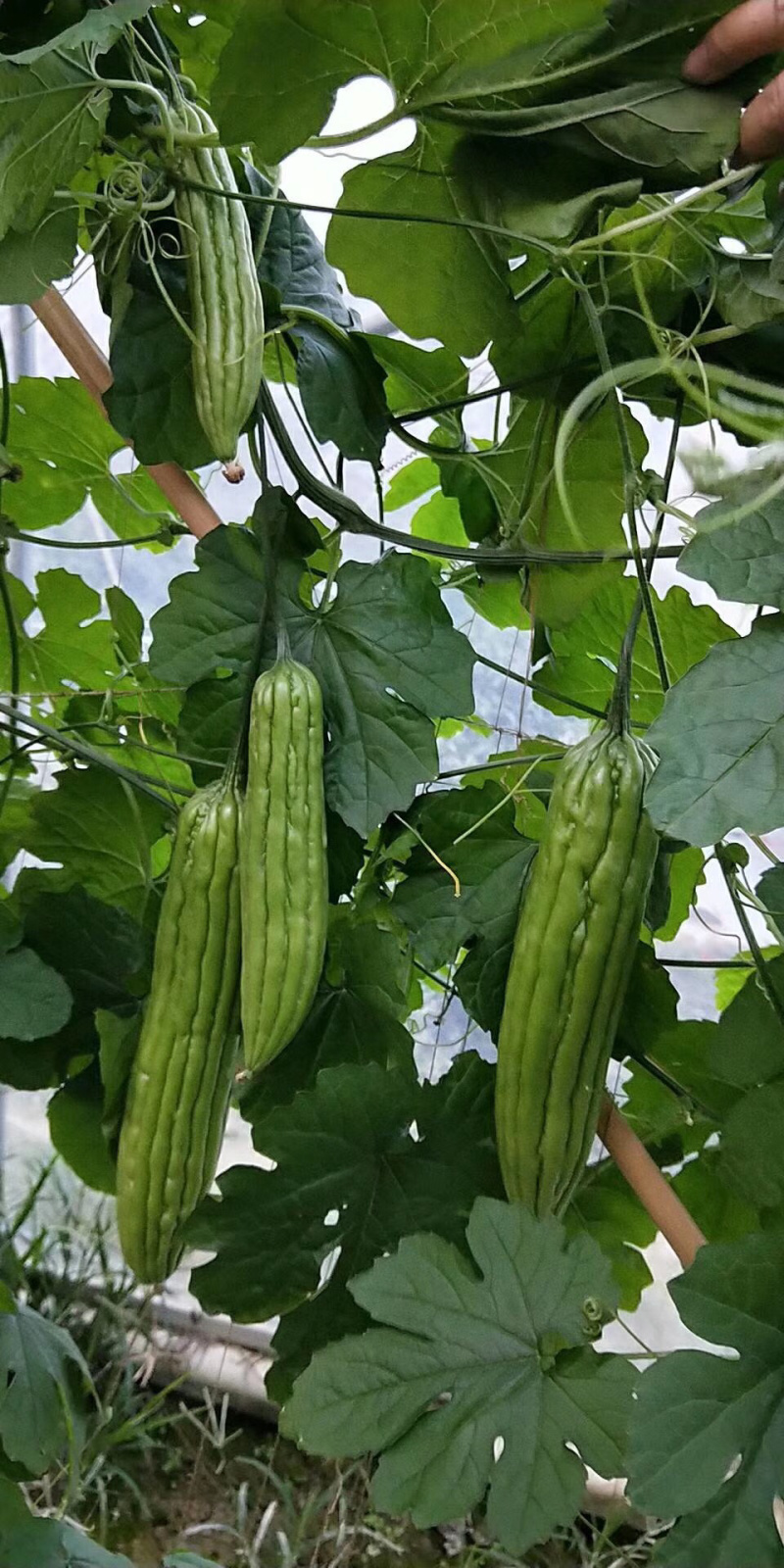 金翠油苦瓜苗