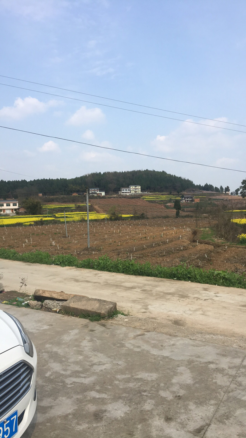 土地出租，500亩李子园，可套种青菜、白菜、儿菜、花菜等