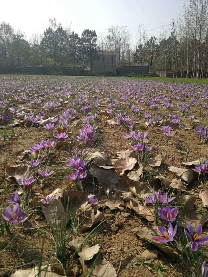 藏红花-自家种植