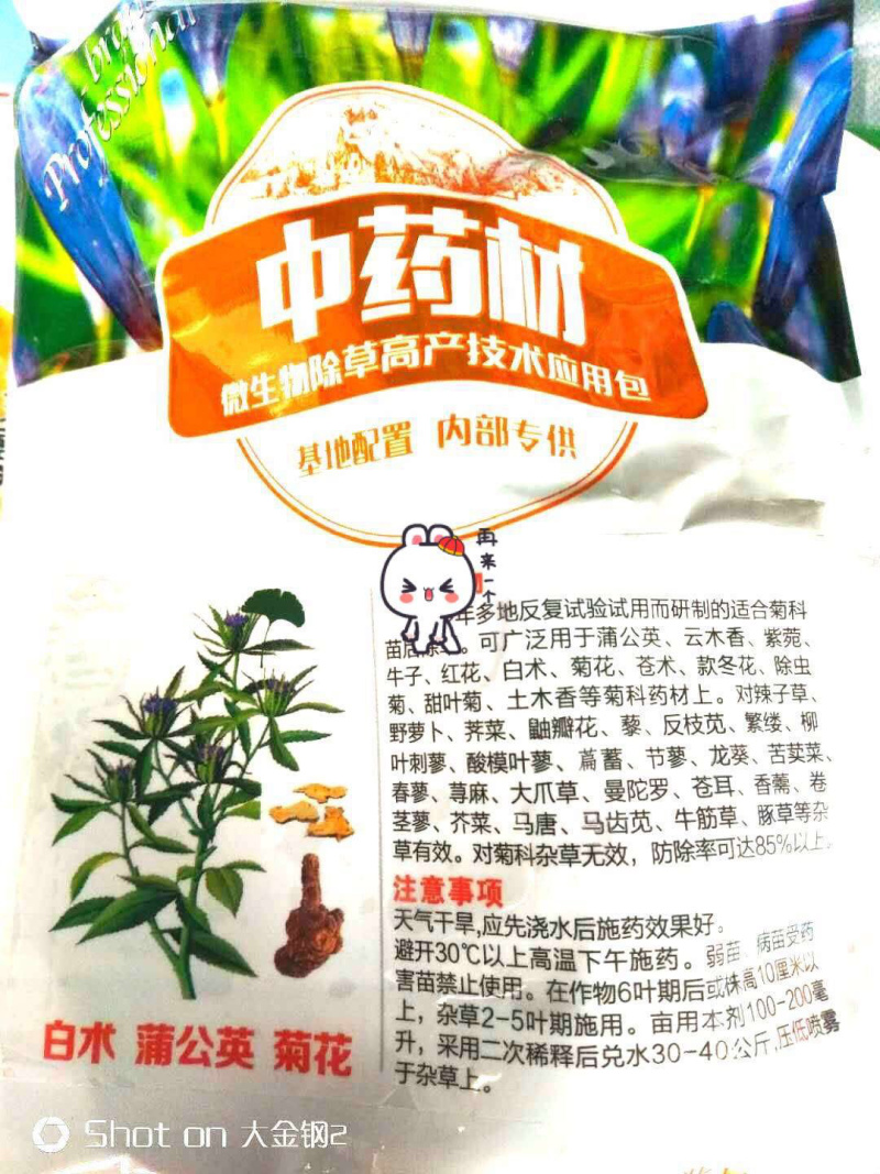 蒲公英种子批发厂家直供大叶蒲公英种子价格
