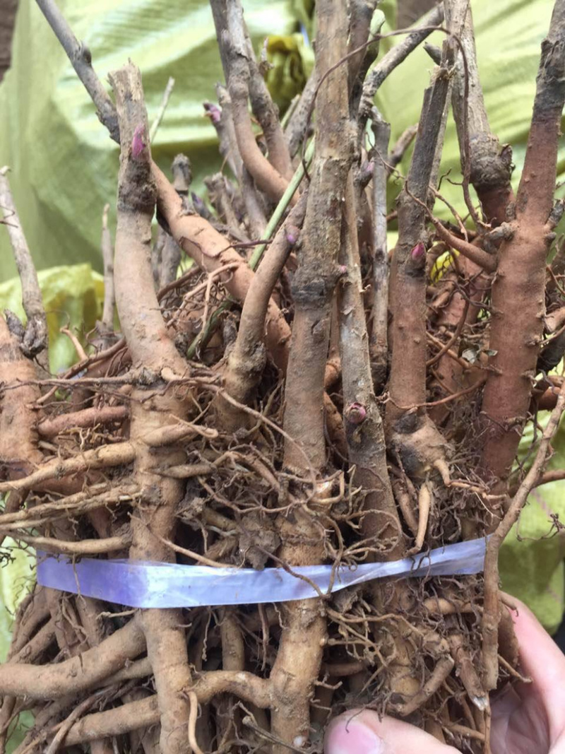 牡丹苗，二年油用牡丹苗，一年生油牡丹种苗批发