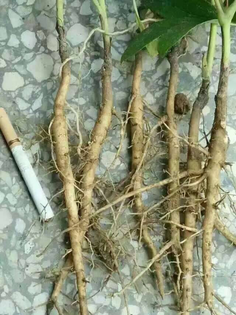 牡丹苗，二年油用牡丹苗，一年生油牡丹种苗批发
