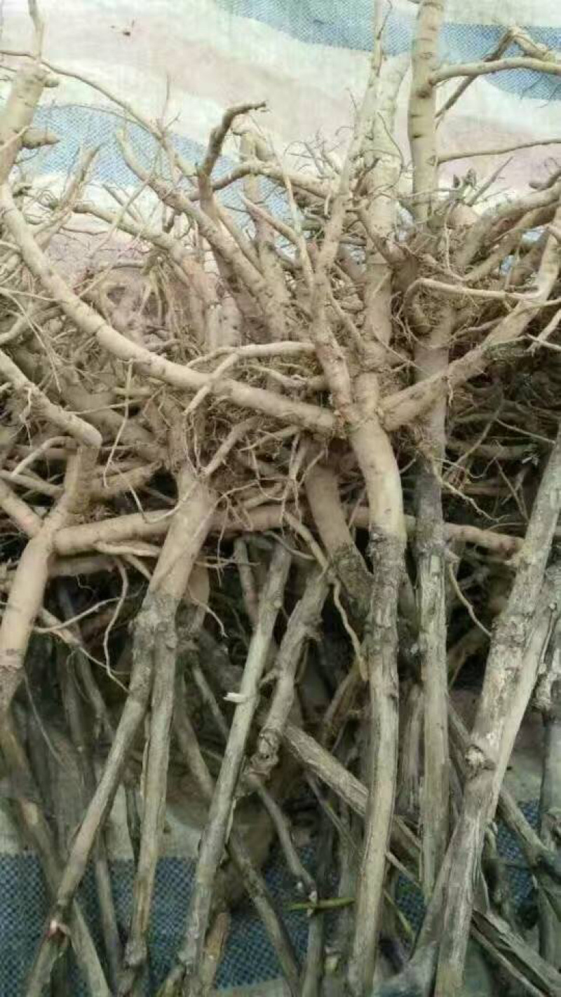 牡丹苗，二年油用牡丹苗，一年生油牡丹种苗批发